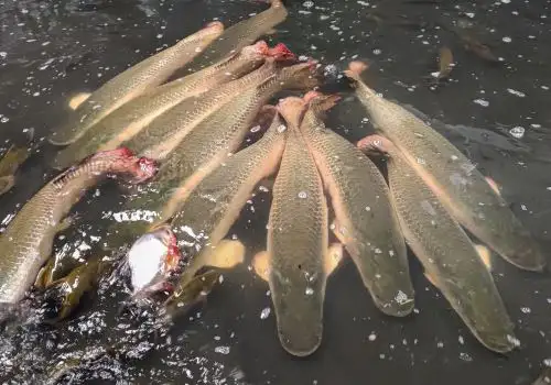 En la región San Martín fortalecen el control y la protección del paiche durante el periodo de veda que está vigente hasta el 28 de febrero. ANDINA/Difusión