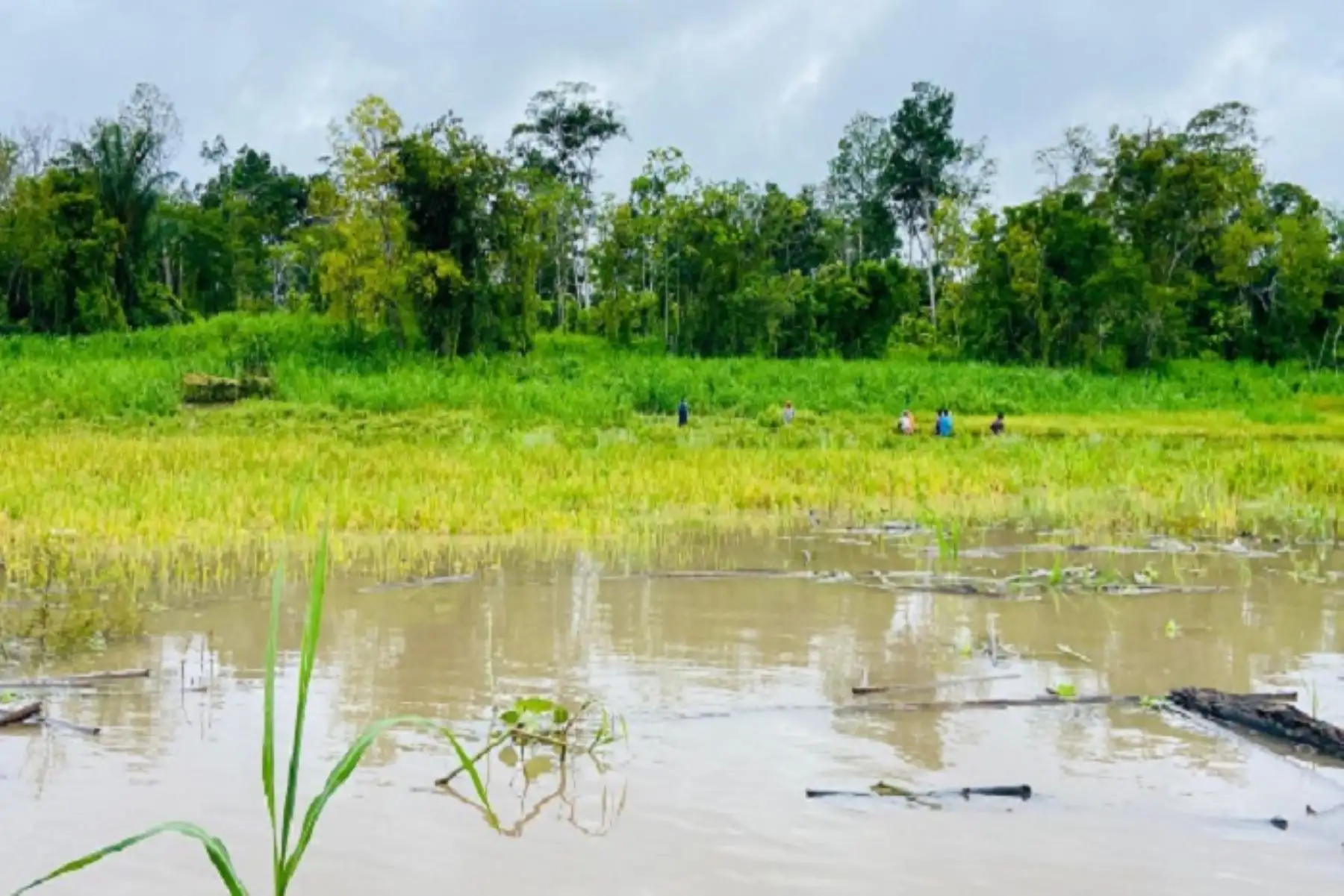 Las lluvias persistirán en los próximos días, lo que podría agravar la incidencia de enfermedades fitosanitarias y los problemas por inundaciones.