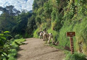 El Camino Inca a Machu Picchu será cerrado al turismo el sábado 31 de enero y reabierto el 1 de marzo, tiempo en el que se desarrollaran trabajos de mantenimiento y conservación, confirmó la jefatura del parque arqueológico de Machu Picchu. ANDINA/Difusión