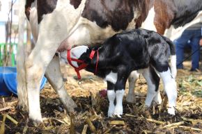 Clarita nació en el sector de Santa Clara del distrito de Pítipo, en la provincia de Ferreñafe, región Lambayeque. Foto: Cortesía Silvia Depaz