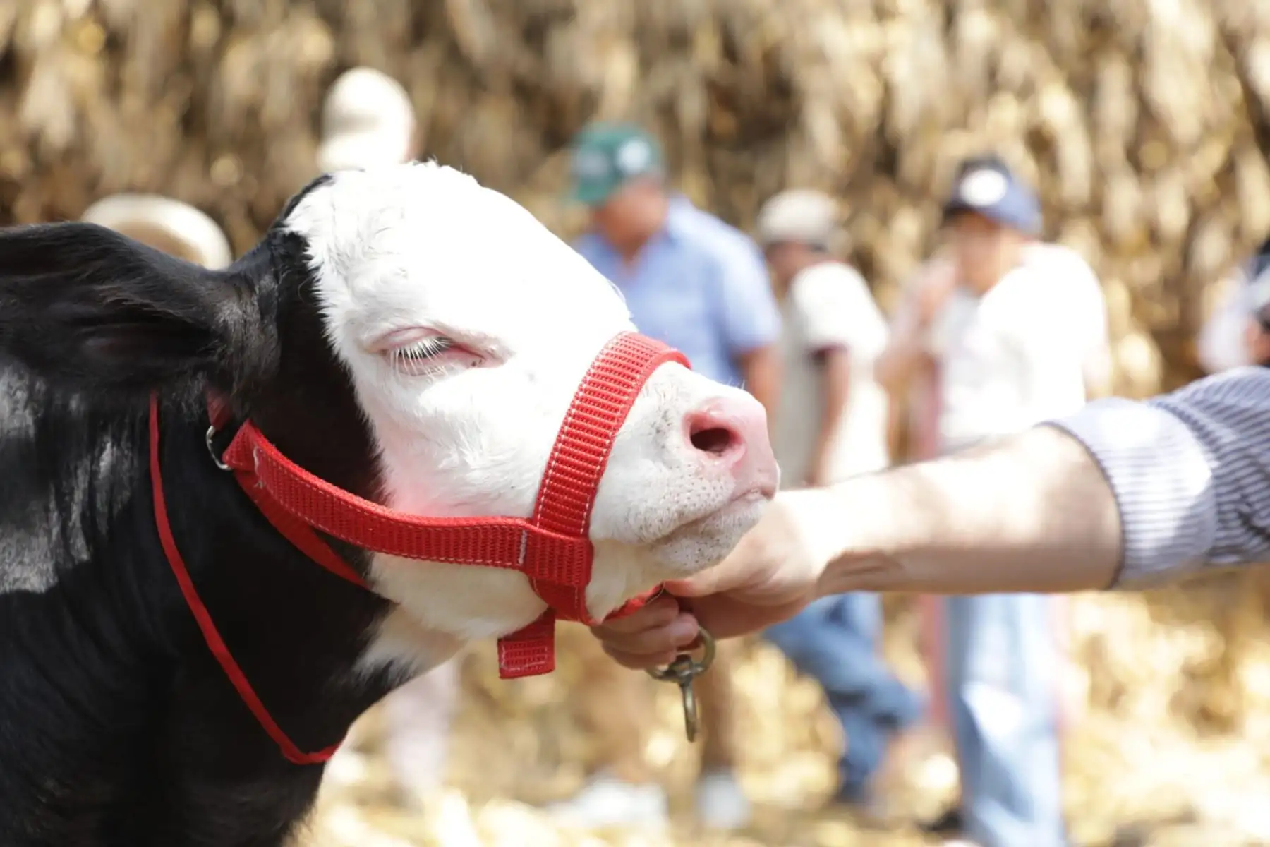 El nacimiento de “Clarita”, primera ternera obtenida mediante inseminación artificial del proyecto de mejoramiento genético del Gobierno Regional de Lambayeque, marca un hito para la ganadería regional. El hecho se registró en el distrito de Pítipo, con asistencia técnica permanente, y evidencia el impacto positivo de esta iniciativa orientada a mejorar la productividad y sostenibilidad del sector agropecuario. Foto: ANDINA/Gore Lambayeque