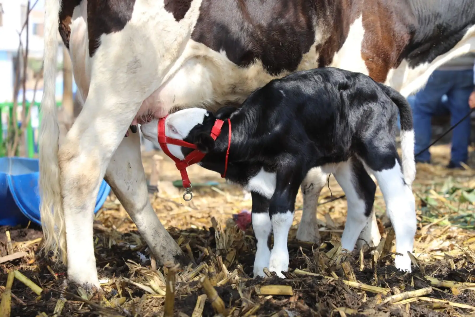 Acompañamiento técnico permanente. Especialistas de la Agencia Agraria Ferreñafe brindan asistencia desde la inseminación hasta el parto, garantizando procesos seguros y resultados óptimos para el desarrollo sostenible de la ganadería local. Foto: ANDINA/Gore Lambayeque