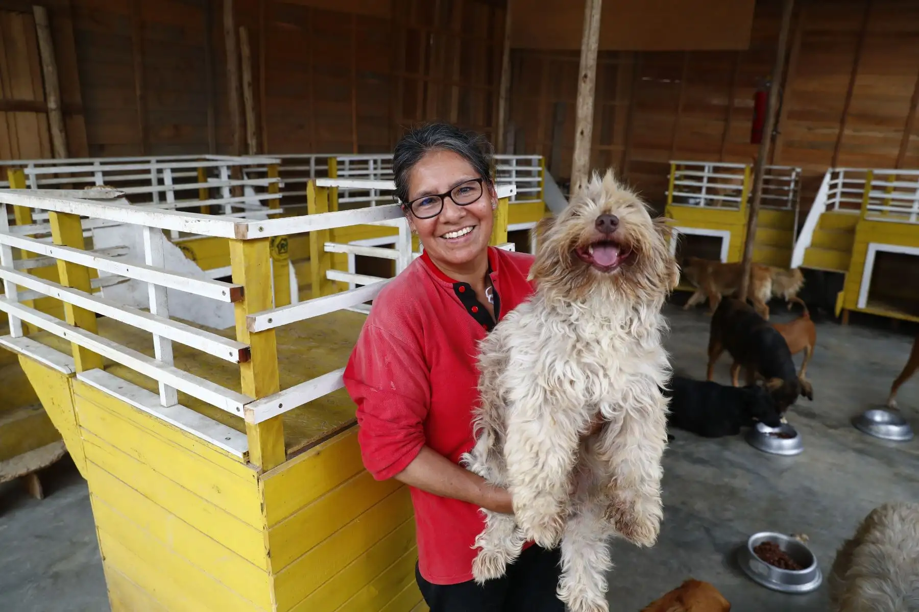 Felicita Ninasaume es miembro del proyecto “Los Callejeritos sin Hogar" y propietario del terreno de Jicamarca anexo 22 en San Juan de Lurigancho, donde se encuentra el albergue que da hogar temporal a unos 80 animales abandonados en calle entre perros y gatos. Felicita se encarga de alimentarlos y atender sus necesidades médicas. Foto: ANDINA/Daniel Bracamonte