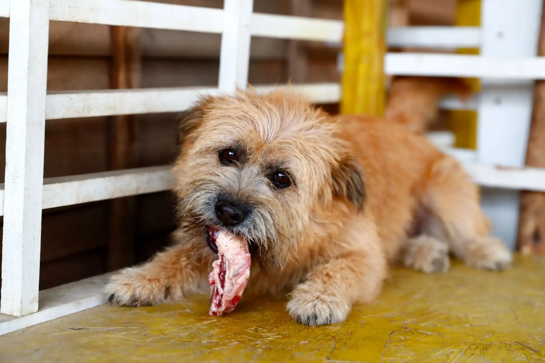Frida es una perra de raza pequeña, y junto a otros 80 animales abandonados en la calle vive temporalmente en el albergue de Jicamarca anexo 22, en San Juan de Lurigancho, del proyecto “Los Callejeritos sin Hogar”, a la espera de ser adoptado. Quienes deseen adoptarlo pueden comunicarse al número 948533819 o también a las redes sociales del proyecto. Foto: ANDINA/Daniel Bracamonte