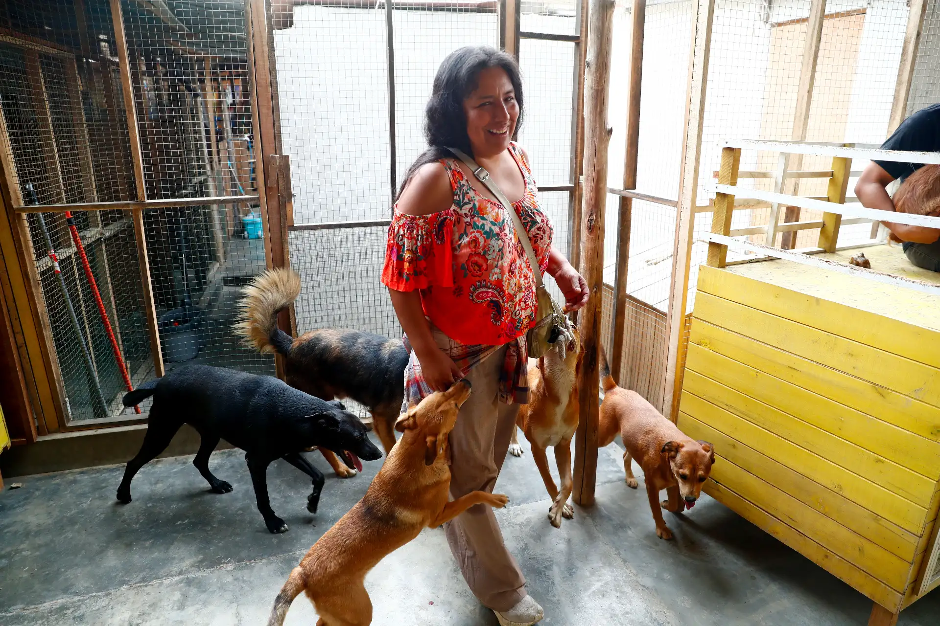 El proyecto “Los Callejeritos sin Hogar" se financia a través de donaciones y actividades profondos que organizan sus miembros, convocando a los interesados a través de canales digitales. Además cuentan con personal voluntario que realiza diversas funciones como rescate de animales, cuidado de animales y coordinaciones de adopción, entre otros. Foto: ANDINA/Daniel Bracamonte