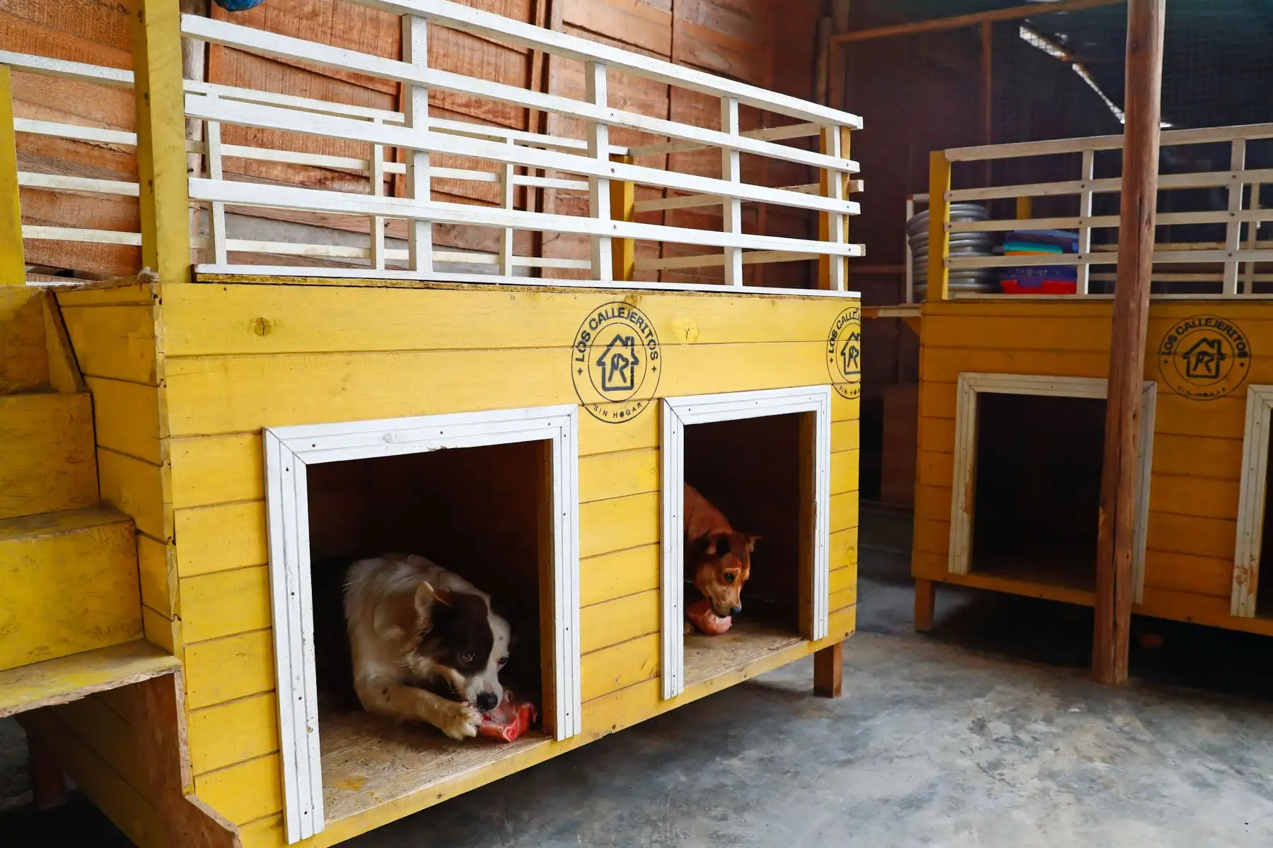 Para mantener una correcta convivencia entre los 80 animales del albergue “Callejeritos sin Hogar” en Jicamarca, el terreno esta dividido en 6 secciones: una sección para perros comunes, otras 2 secciones para perros silvestres y con demasiada energía que necesitan tener su propio ambiente para evitar peleas con el resto, otra sección solo para perros cachorros de un mes promedio de edad, una sección para gatos comunes, y otra sección para gatos enfermos. Foto: ANDINA/Daniel Bracamonte