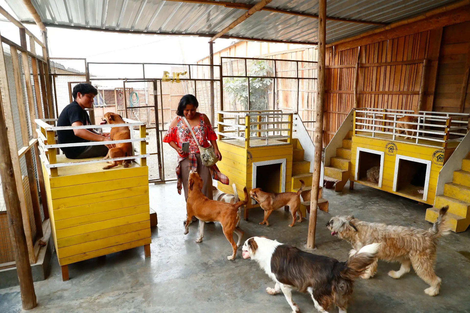 El proyecto “Los Callejeritos sin Hogar" se financia a través de donaciones y actividades profondos que organizan sus miembros, convocando a los interesados a través de canales digitales. Además cuentan con personal voluntario que realiza diversas funciones como rescate de animales, cuidado de animales y coordinaciones de adopción, entre otros. Foto: ANDINA/Daniel Bracamonte
