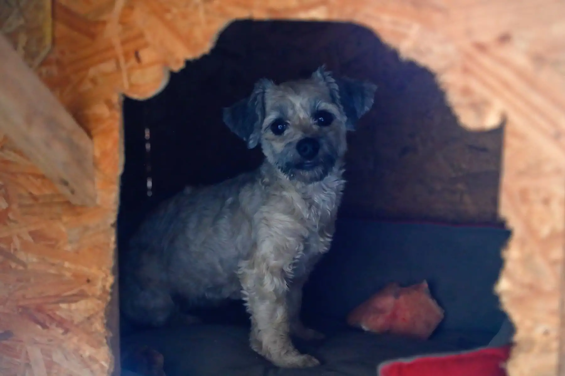 Oruguita es una perra de raza pequeña, y junto a otros 80 animales abandonados en la calle vive temporalmente en el albergue de Jicamarca anexo 22, en San Juan de Lurigancho, del proyecto “Los Callejeritos sin Hogar”, a la espera de ser adoptado. Quienes deseen adoptarlo pueden comunicarse al número 948533819 o también a las redes sociales del proyecto. Foto: ANDINA/Daniel Bracamonte