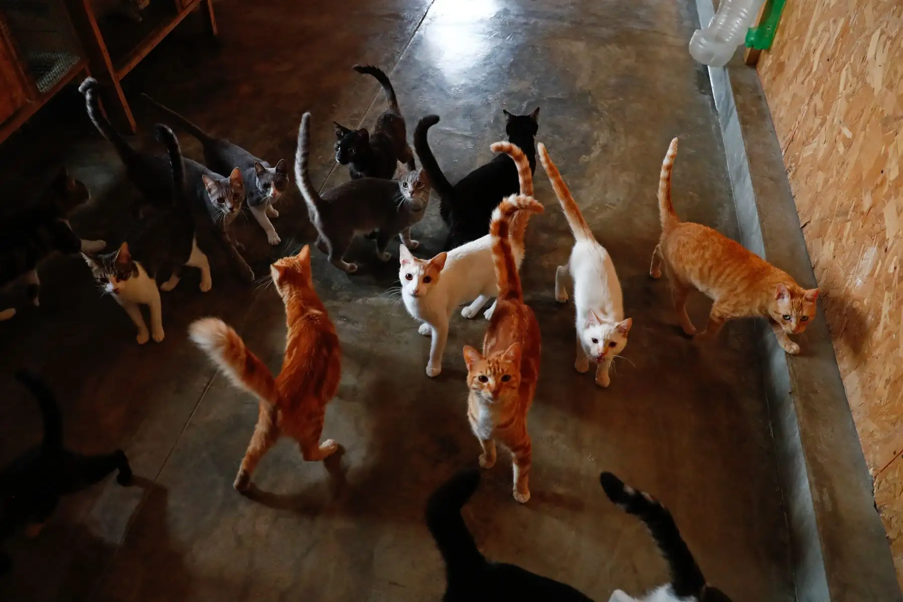 Si una persona desea adoptar a alguno de los animales de “Los Callejeritos sin Hogar", tiene que contactarse con los miembros del proyecto y seguir ciertos procedimientos de rutina como entrevistarse con ellos y firmar una carta de compromiso de adopción responsable, para asegurarse de que la futura mascota estará en buenas manos. Foto: ANDINA/Daniel Bracamonte