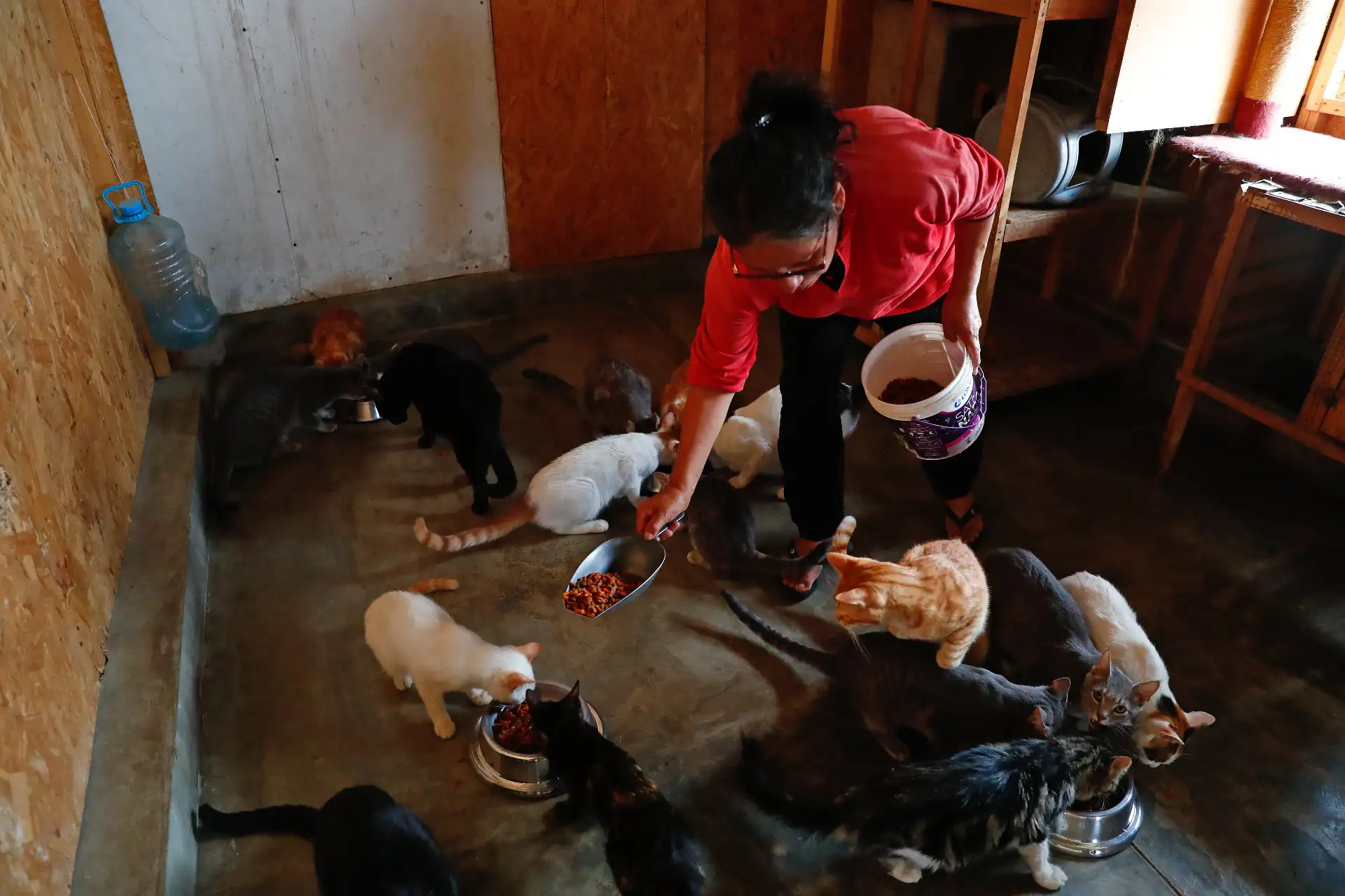 “Los Callejeritos sin Hogar” es un albergue de animales ubicado en Jicamarca anexo 22, en las partes mas altas de San Juan de Lurigancho. Allí tienen albergados a alrededor de 80 animales, entre perros y gatos abandonados en las calles de San Juan de Lurigancho, Callao y Ventanilla. El proyecto también cuenta con otros dos albergues ubicados en “Mi Perú”, en Ventanilla, donde tienen a otros 37 animales. Foto: ANDINA/Daniel Bracamonte