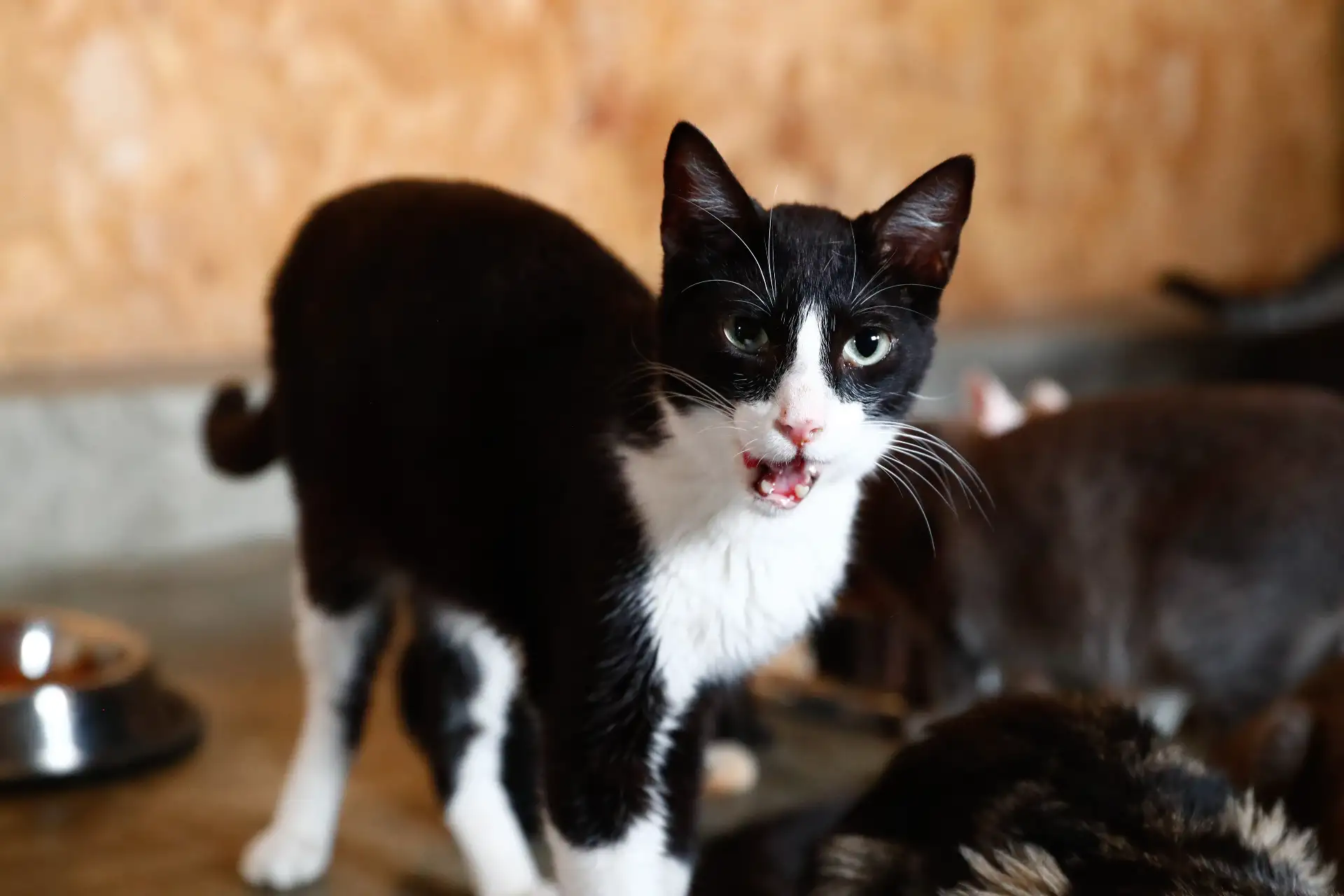 Silvester es un gato que junto a otros 80 animales abandonados en la calle vive temporalmente en el albergue de Jicamarca anexo 22, en San Juan de Lurigancho, del proyecto “Los Callejeritos sin Hogar”, a la espera de ser adoptado. Quienes deseen adoptarlo pueden comunicarse al número 948533819 o también a las redes sociales del proyecto. Foto: ANDINA/Daniel Bracamonte