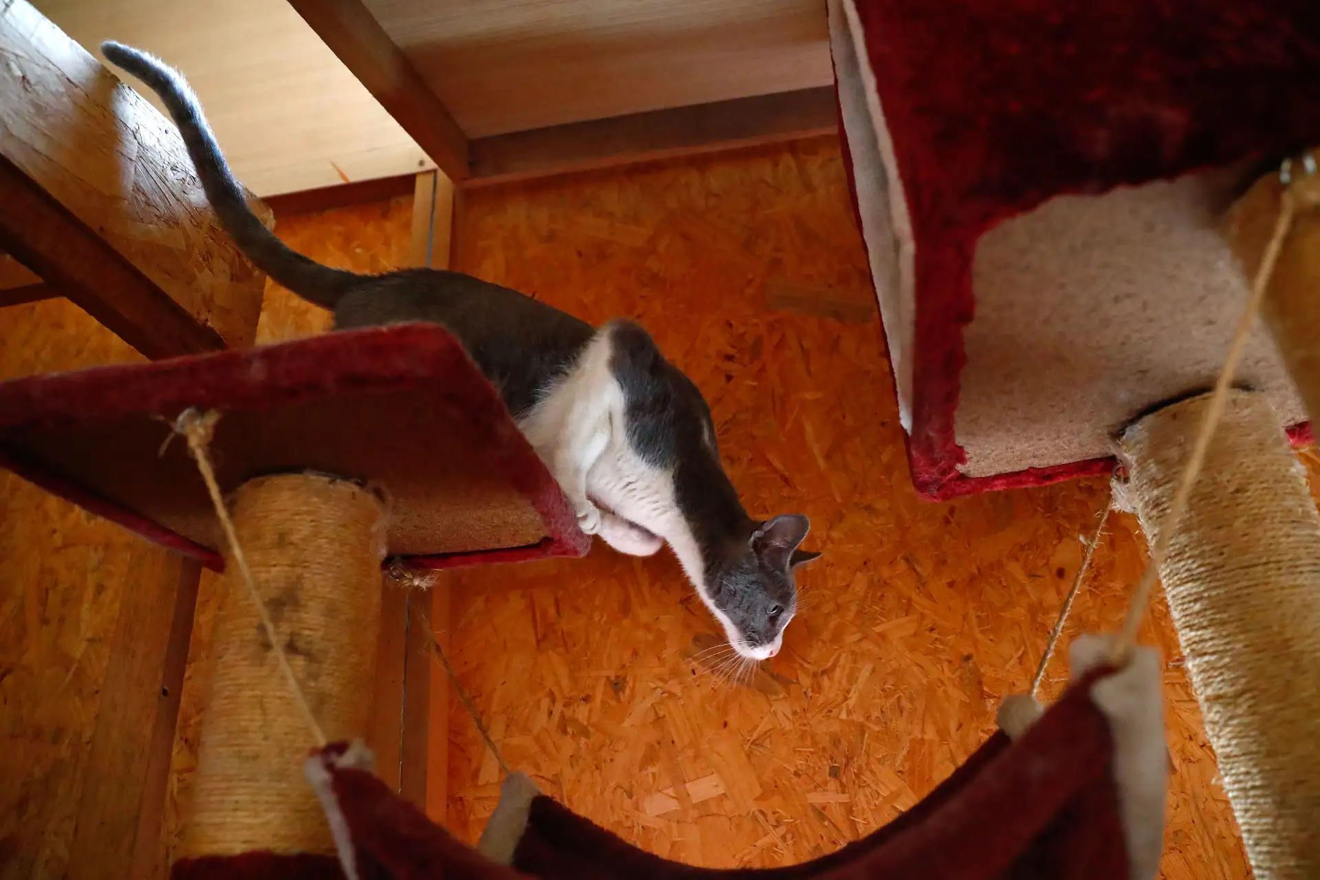 Cielo es una gata que junto a otros 80 animales abandonados en la calle vive temporalmente en el albergue de Jicamarca anexo 22, en San Juan de Lurigancho, del proyecto “Los Callejeritos sin Hogar”, a la espera de ser adoptado. Quienes deseen adoptarlo pueden comunicarse al número 948533819 o también a las redes sociales del proyecto. Foto: ANDINA/Daniel Bracamonte