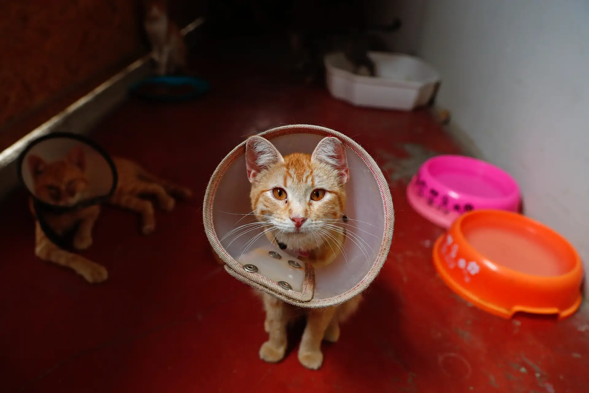 Para mantener una correcta convivencia entre los 80 animales del albergue “Callejeritos sin Hogar” en Jicamarca, el terreno esta dividido en 6 secciones: una sección para perros comunes, otras 2 secciones para perros silvestres y con demasiada energía que necesitan tener su propio ambiente para evitar peleas con el resto, otra sección solo para perros cachorros de un mes promedio de edad, una sección para gatos comunes, y otra sección para gatos enfermos. Foto: ANDINA/Daniel Bracamonte