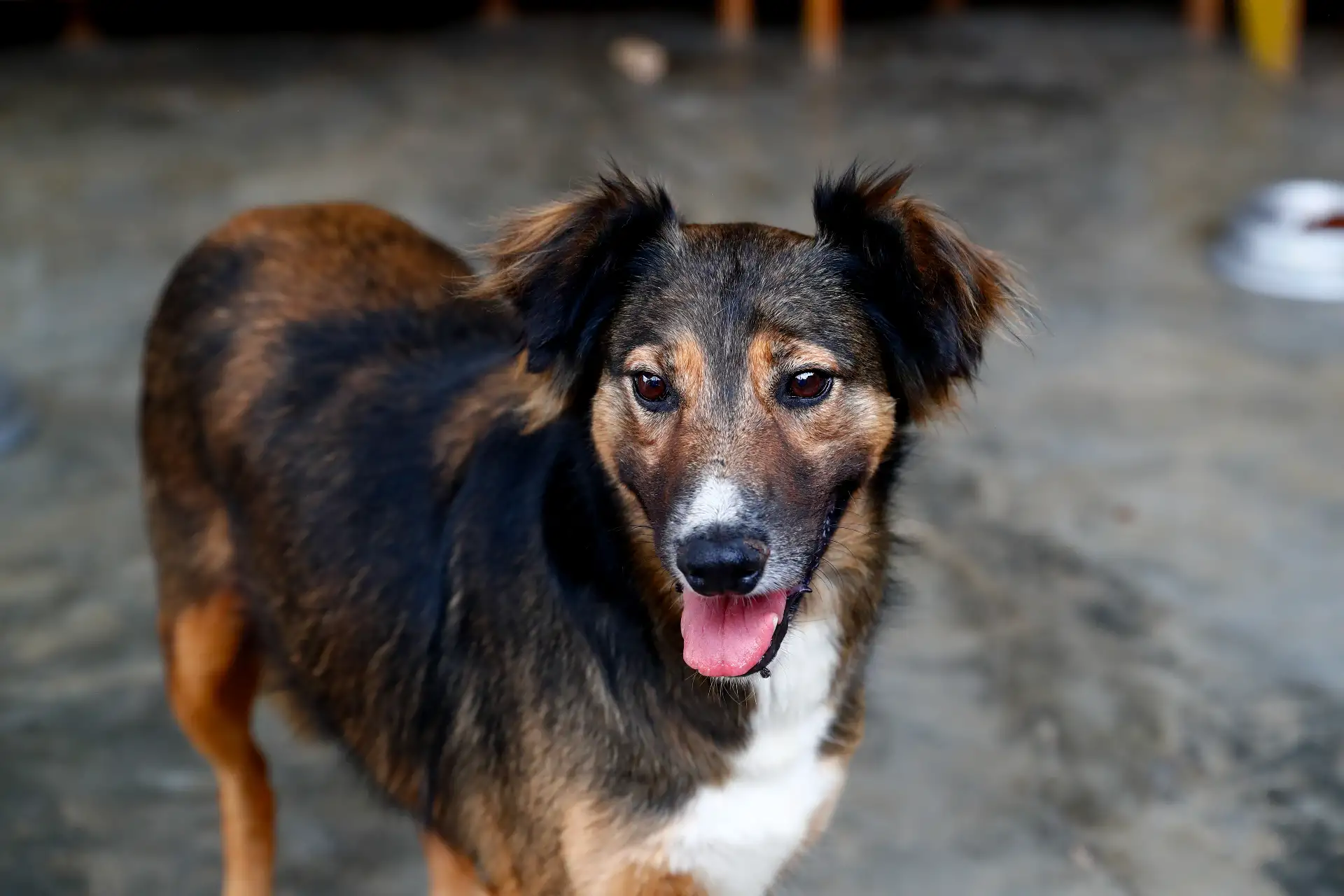 Kevin es un perro de raza mediana, y junto a otros 80 animales abandonados en la calle vive temporalmente en el albergue de Jicamarca anexo 22, en San Juan de Lurigancho, del proyecto “Los Callejeritos sin Hogar”, a la espera de ser adoptado. Quienes deseen adoptarlo pueden comunicarse al número 948533819 o también a las redes sociales del proyecto. Foto: ANDINA/Daniel Bracamonte