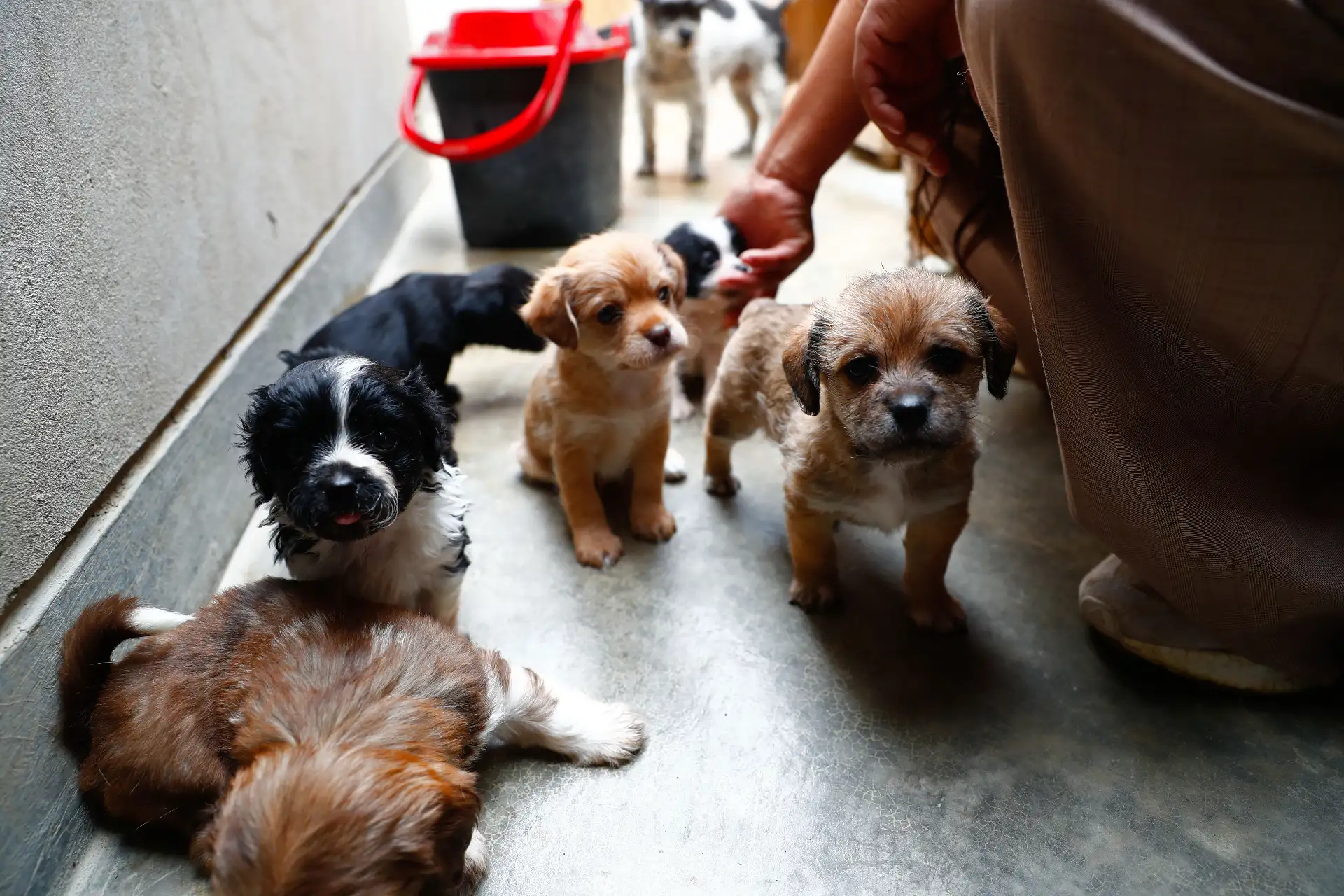 “Los Callejeritos sin Hogar” es un albergue de animales ubicado en Jicamarca anexo 22, en las partes mas altas de San Juan de Lurigancho. Allí tienen albergados a alrededor de 80 animales, entre perros y gatos abandonados en las calles de San Juan de Lurigancho, Callao y Ventanilla. El proyecto también cuenta con otros dos albergues ubicados en “Mi Perú”, en Ventanilla, donde tienen a otros 37 animales. Foto: ANDINA/Daniel Bracamonte