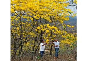 El florecimiento de los guayacanes en el distrito de Lancones, provincia de Sullana, región Piura, es un espectáculo natural único del bosque seco y ocurre una vez al año. ANDINA/Difusión