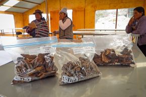 Productoras de hongos de la comunidad campesina de Acopalca reciben asesoría del Serfor. Foto: Serfor/Difusión.