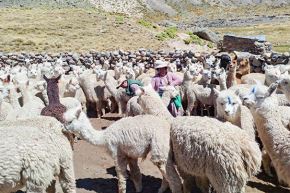 Para este 2026, en la región Arequipa se atenderá a los productores ganaderos altoandinos, con la aplicación de 150 kits de aplicación foliar, 94 kits de conservación de forraje, 1,200 kits de semillas de pastos cultivados y 1,925 kits veterinarios. Foto: Agro Rural