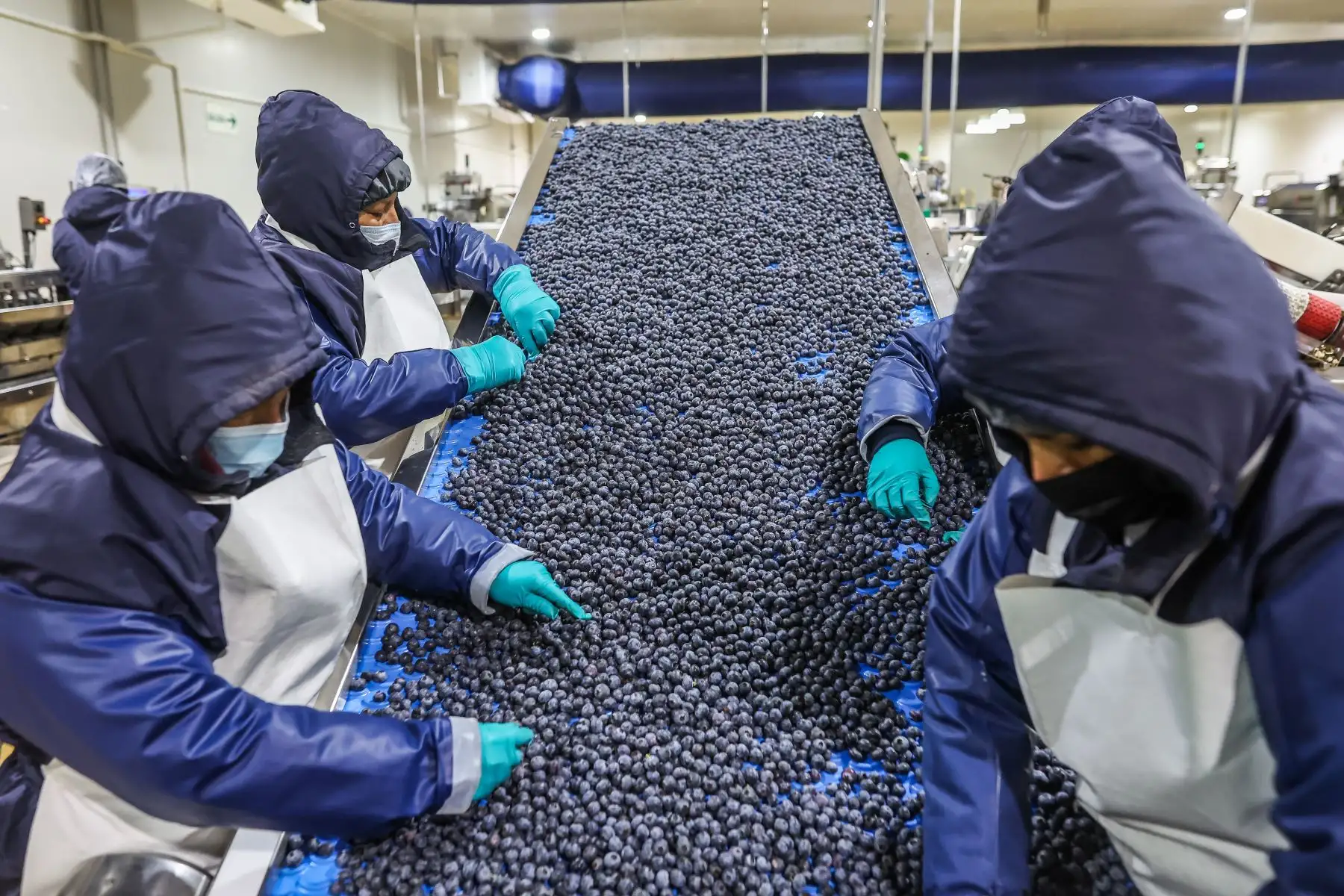 Peru to seek agricultural exports access to 16 new markets in 2026