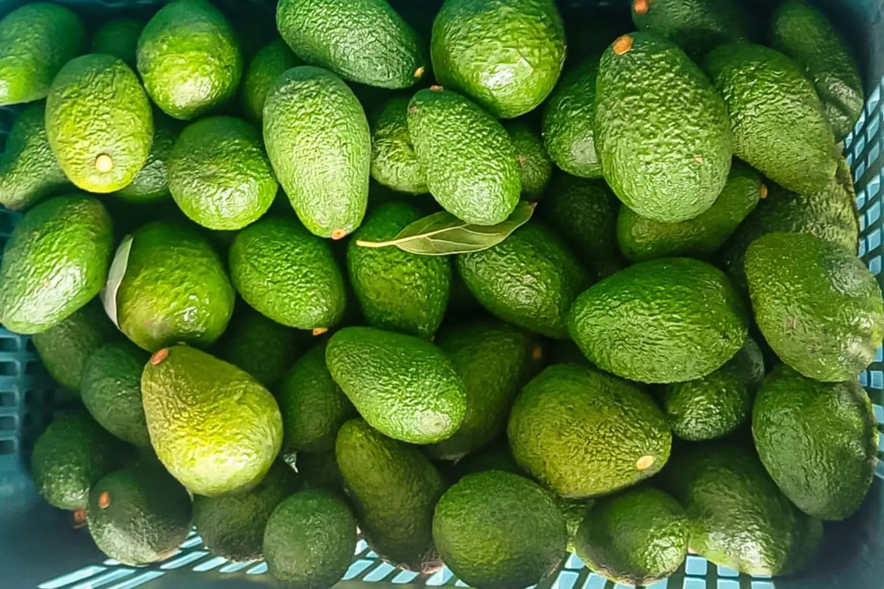 Agroindustria peruana: gestión preventiva será clave ante riesgos climáticos
