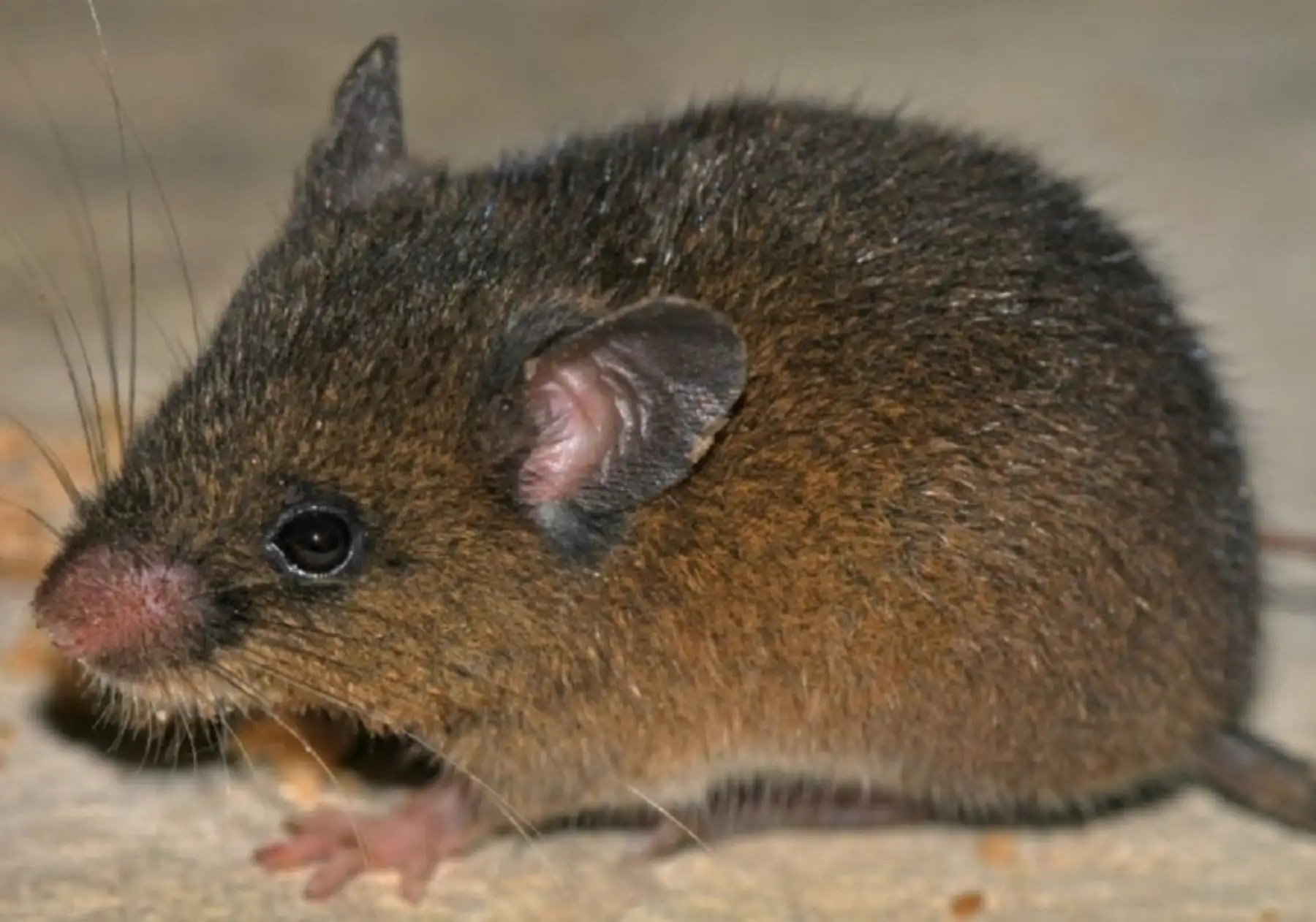Un equipo internacional de científicos descubrió una nueva especie de roedor andino en el interior del Santuario Nacional Tabaconas Namballe, área natural protegida (ANP) ubicada en la región Cajamarca, informó Sernanp. ANDINA/Difusión