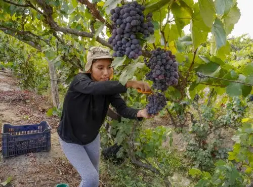 Productores vitivinícolas iniciaron la temporada de vendimia (recolección o cosecha de las uvas) en sus viñedos, un periodo de arduo trabajo donde la vid, tras meses de cuidado, finalmente es recolectada para transformarse en el destilado bandera del país. Foto: Genry Bautista