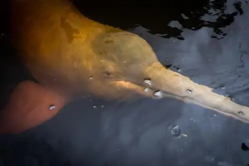 El delfín de río figura entre los principales indicadores del equilibrio del ecosistema amazónico. Foto: Ayaymama Films - WWF Perú / Cortesía