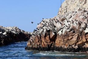 Las autoridades recorrieron la reserva nacional de Paracas (Ica) y conocieron los principales avances en la gestión del área natural protegida. Foto: Minam