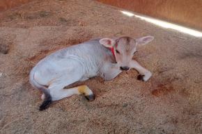 Para el nacimiento de Samuel se ha realizado el cruce genético de vacunos reproductores de alta pureza de los Estados Unidos, como son Hilllot Acrest Granola (madre) y Hilltop Acrest Om Kit (padre).