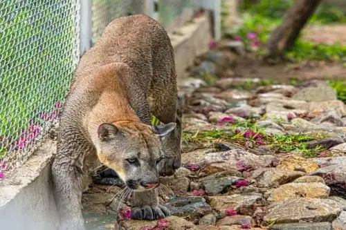 El puma rescatado de un centro recreacional, se recupera en Las Pirkas. Foto: ANDINA/Difusión