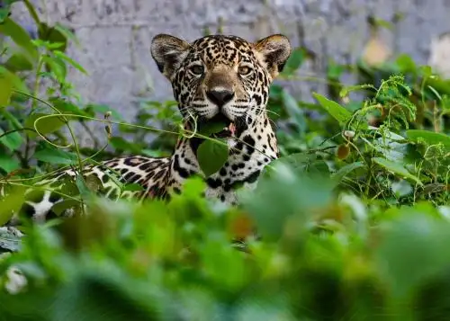 El Zoológico de Pucallpa duplicó la cifra de visitantes que recibió durante el 2025 y la cifra de visitantes extranjeros casi se sextuplicó en el mismo periodo. Foto: ANDINA/Difusión