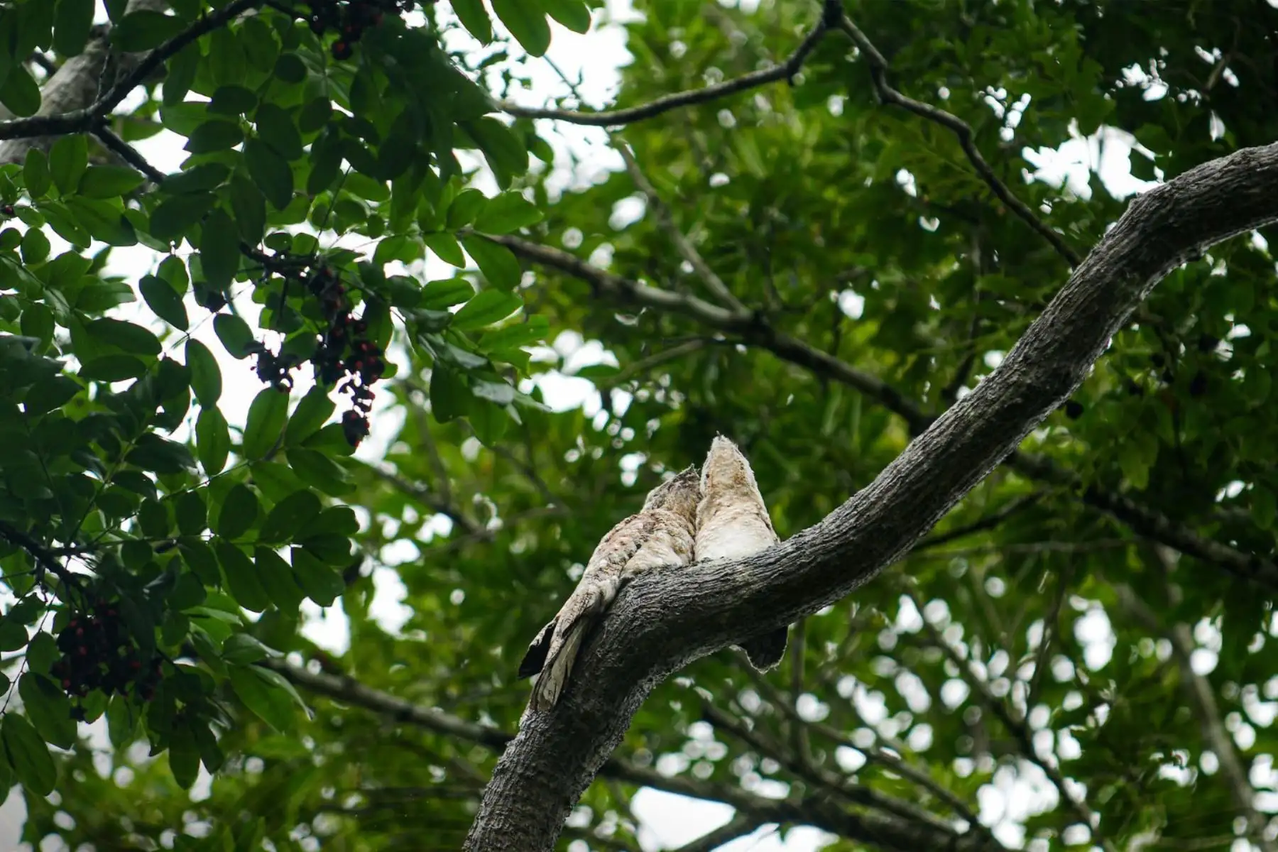 Zoológico Parque Natural de Pucallpa  se posicionó durante el 2025 como uno de los espacios turísticos más visitados de la capital de Ucayali, al registrar 270,809 visitantes, cifra que duplica la afluencia obtenida en el año 2024, cuando se contabilizaron 128,017 ingresos. 
Foto: ANDINA/Difusión