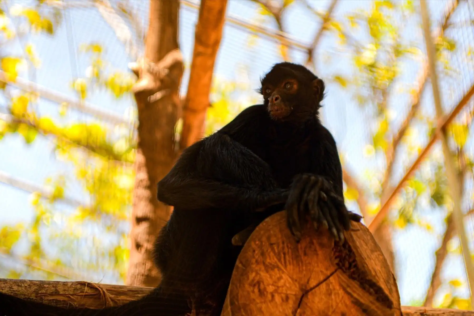 El Zoológico Parque Natural de Pucallpa se encuentra ubicado en el kilómetro 4 de la Carretera Federico Basadre, a solo 10 minutos de la Plaza de Armas y a 5 minutos del aeropuerto.
Foto: ANDINA/Difusión