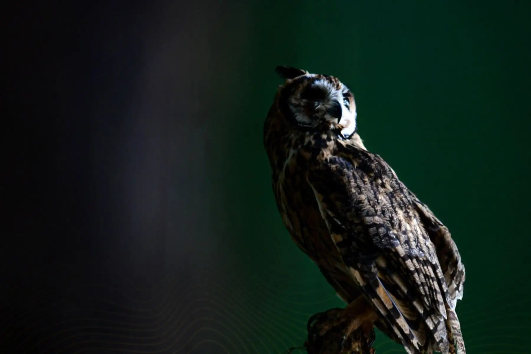 Zoológico Parque Natural de Pucallpa  se posicionó durante el 2025 como uno de los espacios turísticos más visitados de la capital de Ucayali, al registrar 270,809 visitantes, cifra que duplica la afluencia obtenida en el año 2024, cuando se contabilizaron 128,017 ingresos. 
Foto: ANDINA/Difusión