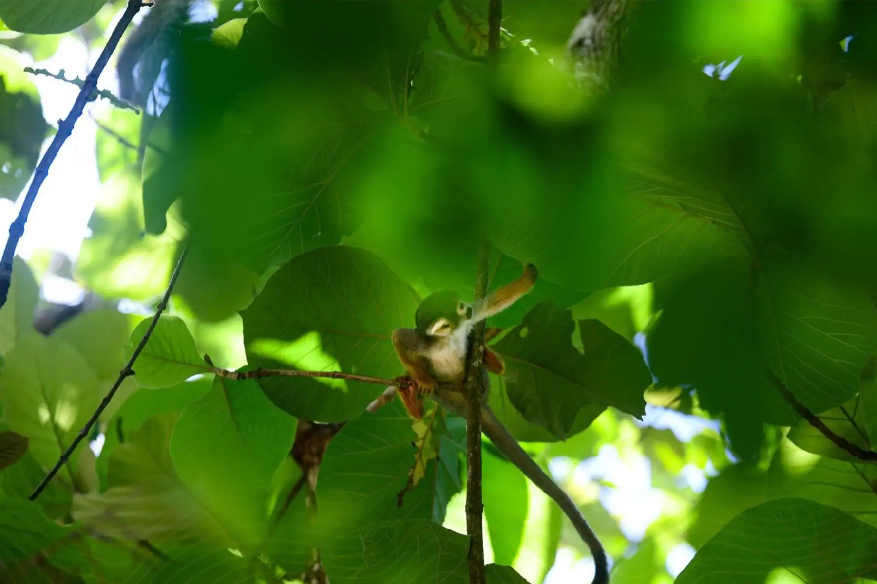 Zoológico Parque Natural de Pucallpa  se posicionó durante el 2025 como uno de los espacios turísticos más visitados de la capital de Ucayali, al registrar 270,809 visitantes, cifra que duplica la afluencia obtenida en el año 2024, cuando se contabilizaron 128,017 ingresos.
Foto: ANDINA/Difusión