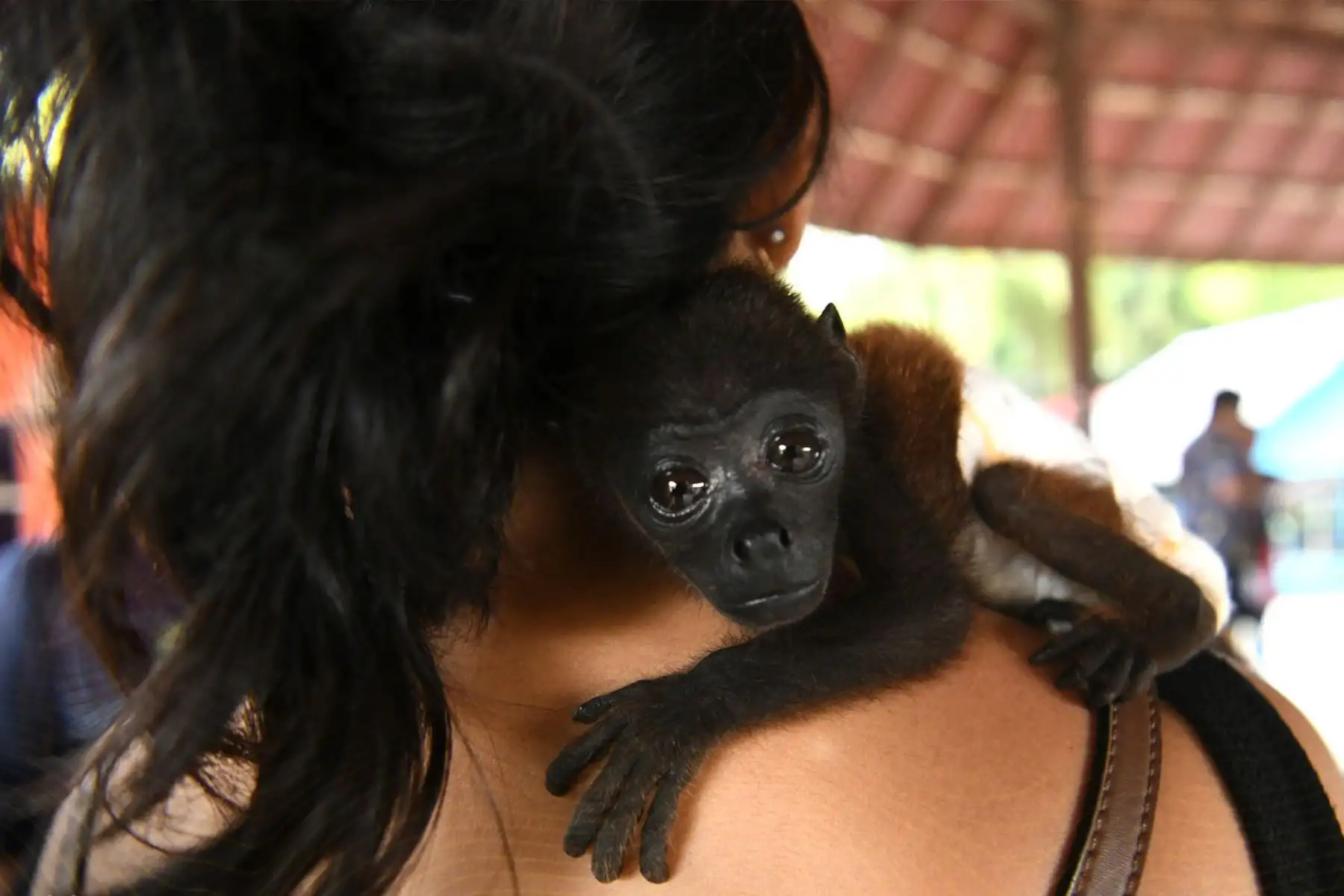 El Zoológico Parque Natural de Pucallpa se encuentra ubicado en el kilómetro 4 de la Carretera Federico Basadre, a solo 10 minutos de la Plaza de Armas y a 5 minutos del aeropuerto.
Foto: ANDINA/Difusión