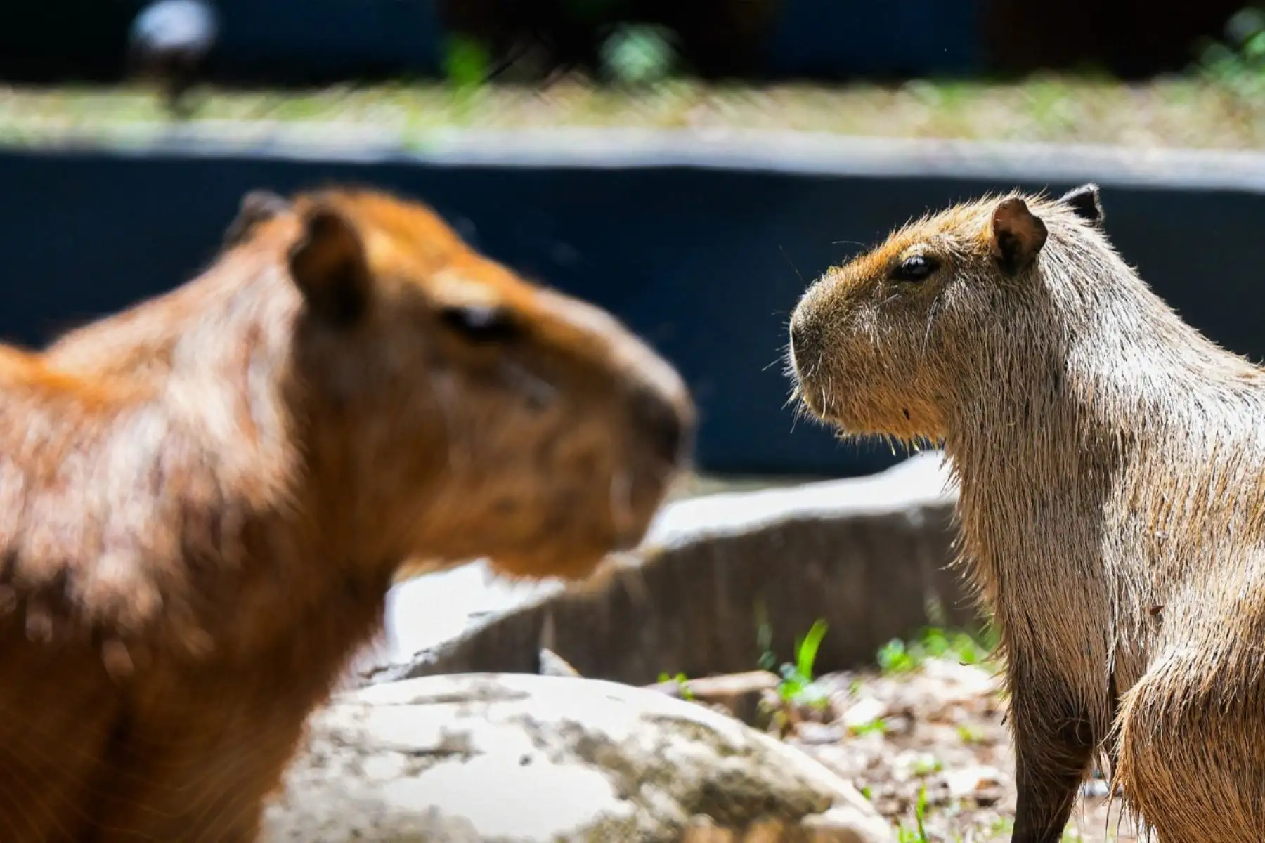 Zoológico Parque Natural de Pucallpa  se posicionó durante el 2025 como uno de los espacios turísticos más visitados de la capital de Ucayali, al registrar 270,809 visitantes, cifra que duplica la afluencia obtenida en el año 2024, cuando se contabilizaron 128,017 ingresos.
Foto: ANDINA/Difusión