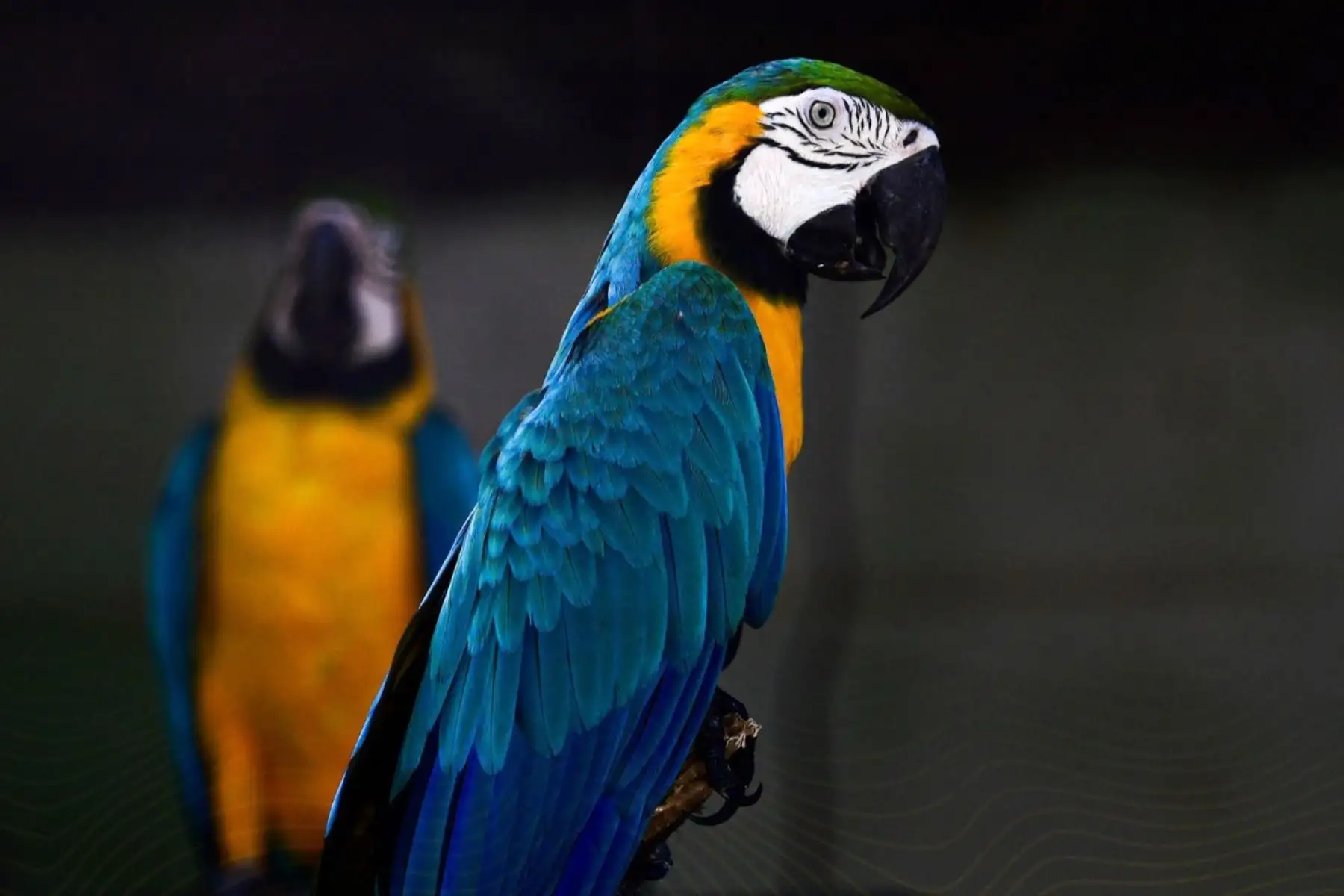 Zoológico Parque Natural de Pucallpa  se posicionó durante el 2025 como uno de los espacios turísticos más visitados de la capital de Ucayali, al registrar 270,809 visitantes, cifra que duplica la afluencia obtenida en el año 2024, cuando se contabilizaron 128,017 ingresos. Un crecimiento de 111.54 %.
Foto: ANDINA/Difusión