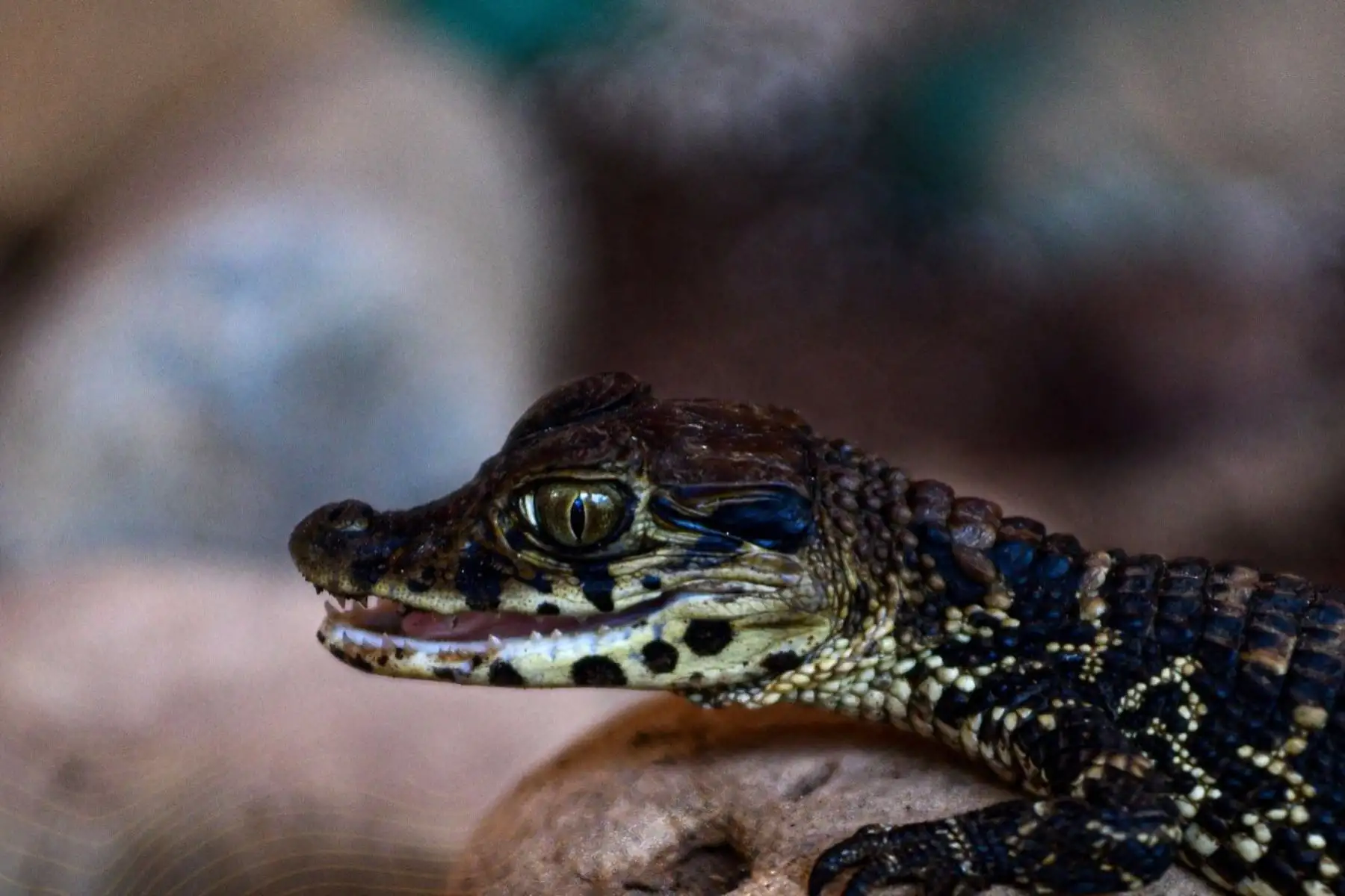 Del total de visitantes registrados este año, 127,610 corresponden a adultos entre 18 y 64 años, 44,778 a niños menores de 12 años y 20,175 a turistas extranjeros. Esta es la cifra más sorprendente, en 2024 la cifra de visitantes extranjeros apenas llegó a los 3,501 visitantes el año pasado.
Foto: ANDINA/Difusión