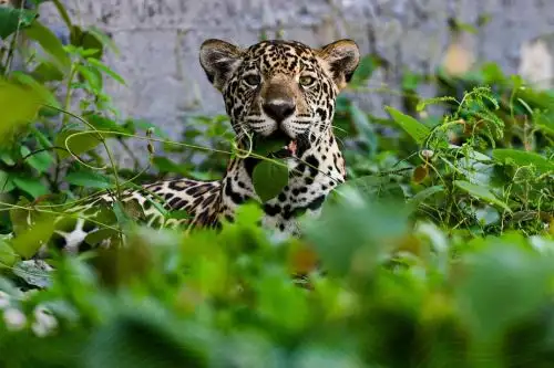 El zoológico de Pucallpa, entre los más visitados del Perú en 2025