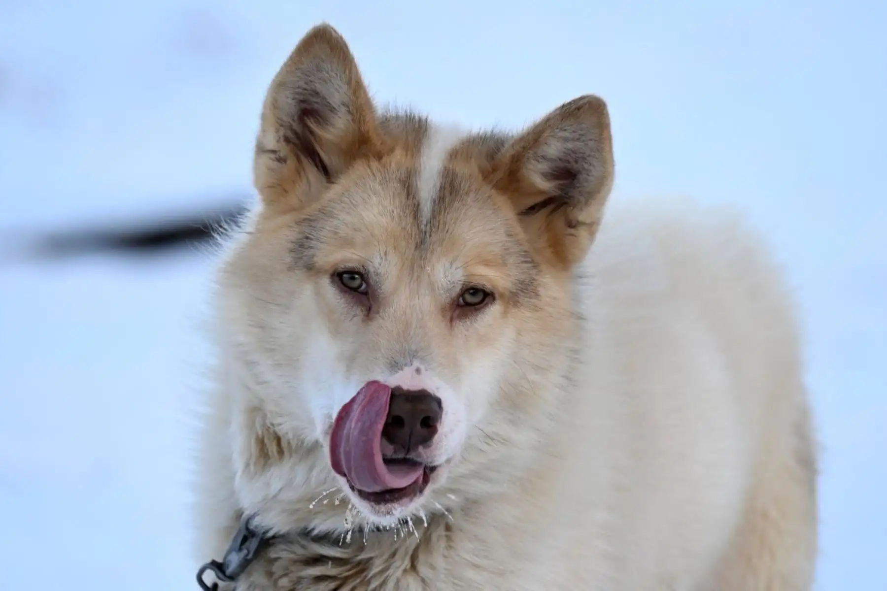 La patrulla vigila un área equivalente al territorio de Francia y España juntas. Cubrir todo ese territorio puede tomar entre tres y cuatro años. Foto: AFP