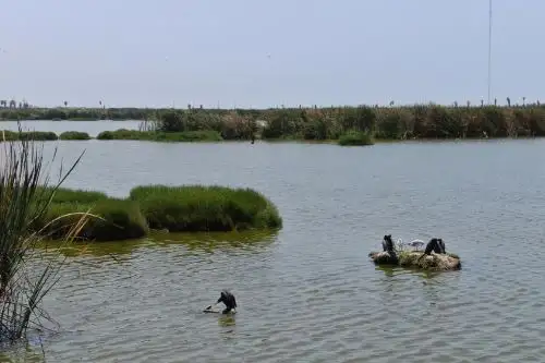 El Perú cuenta con 18.29 millones de hectáreas de humedales, lo que representa el 14.16 % del territorio continental. Foto: Minam