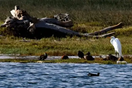 Los Humedales de Chaviña abarcan aproximadamente 1,000 hectáreas y presentan el fenómeno del estuario entre los meses de diciembre y marzo, formando un gran espejo de agua que alberga una alta biodiversidad.ANDINA/Difusión