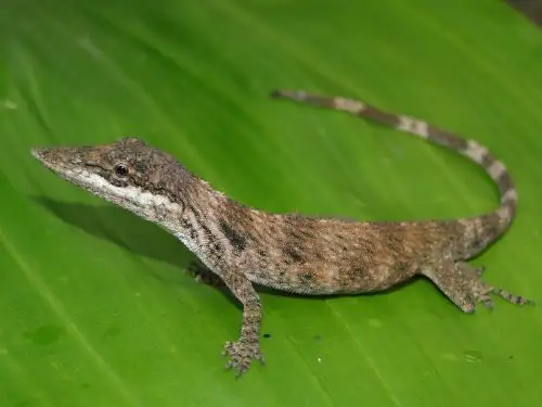 Científicos redescubrieron en Perú una enigmática especie de lagartija sudamericana, denominada Anolis laevis, que no había sido observada desde su descripción original en 1876, hace 150 años. ANDINA/Difusión