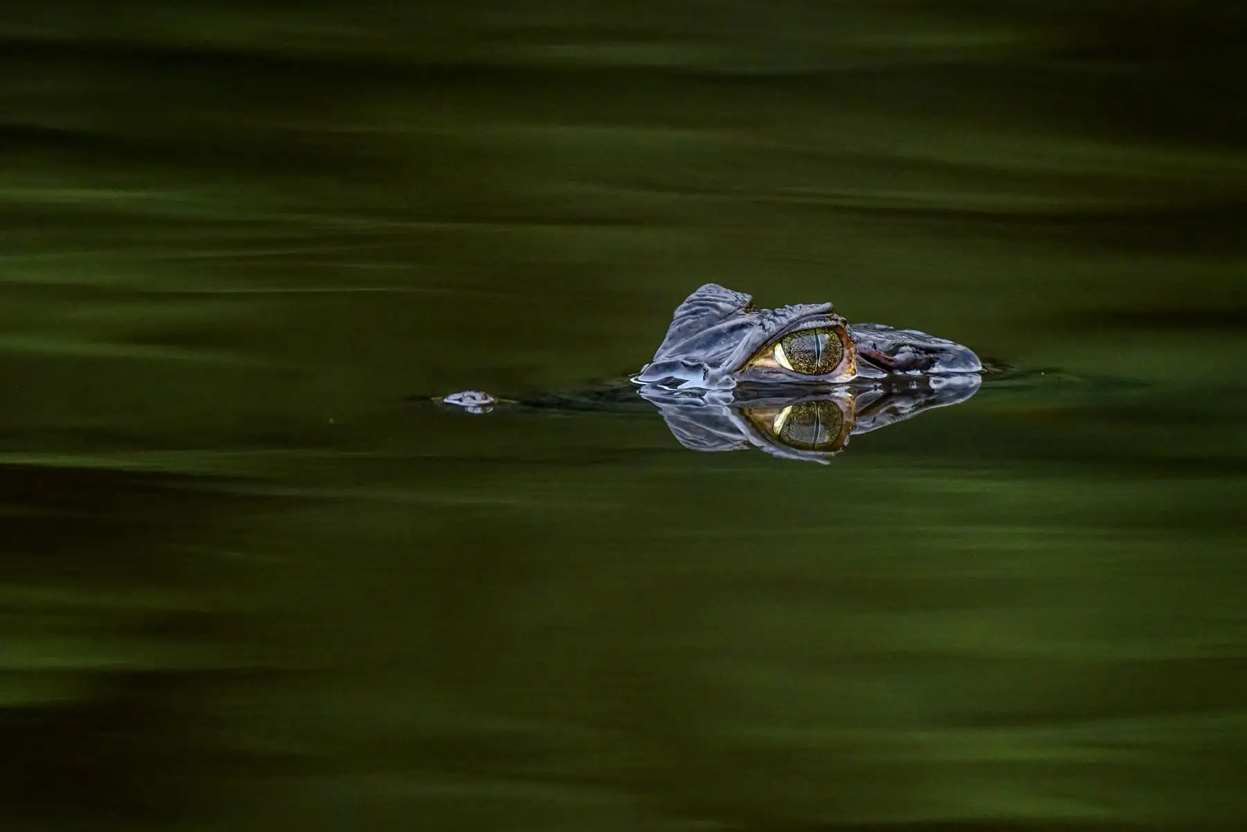 Alberga importantes especies de fauna silvestre consideradas como indicadoras del buen estado de conservación de sus territorios, tales como la vaca marina o manatí, el delfín rosado, el delfín gris, el maquisapa de frente amarilla, la tortuga taricaya, la tortuga charapa, el largo negro, el largo blanco, el paiche y el lobo de río. Foto: Cortesía Walter Wust