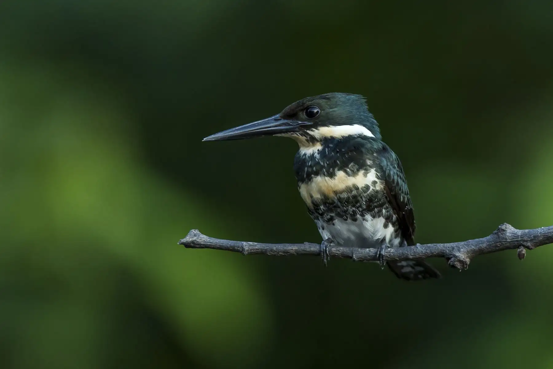 La fauna ornitológica en la Reserva Nacional Pacaya Samiria está conformada por más de 500 especies de aves, donde destacan emblemáticas como el guacamayo rojo y azul, el tucán o el shansho que no solo asombran a los visitantes, sino que refuerzan los lazos entre conservación y comunidades amazónicas. Foto: Cortesía Walter Wust