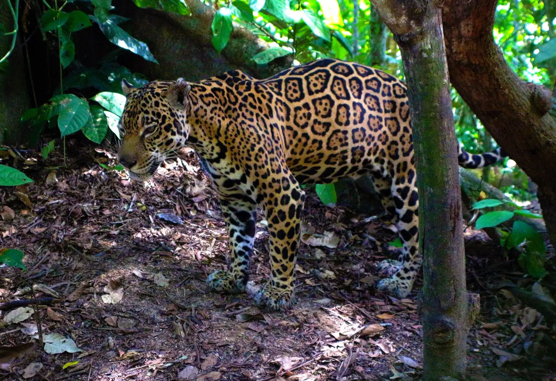 Asimismo Pacaya Samiria alberga al puma, el otorongo o jaguar, la sachavaca, la huangana, el sajino, el venado colorado, el maquisapa, el coto mono y el mono choro, entre muchas otras especies. Foto: Cortesía Walter Wust