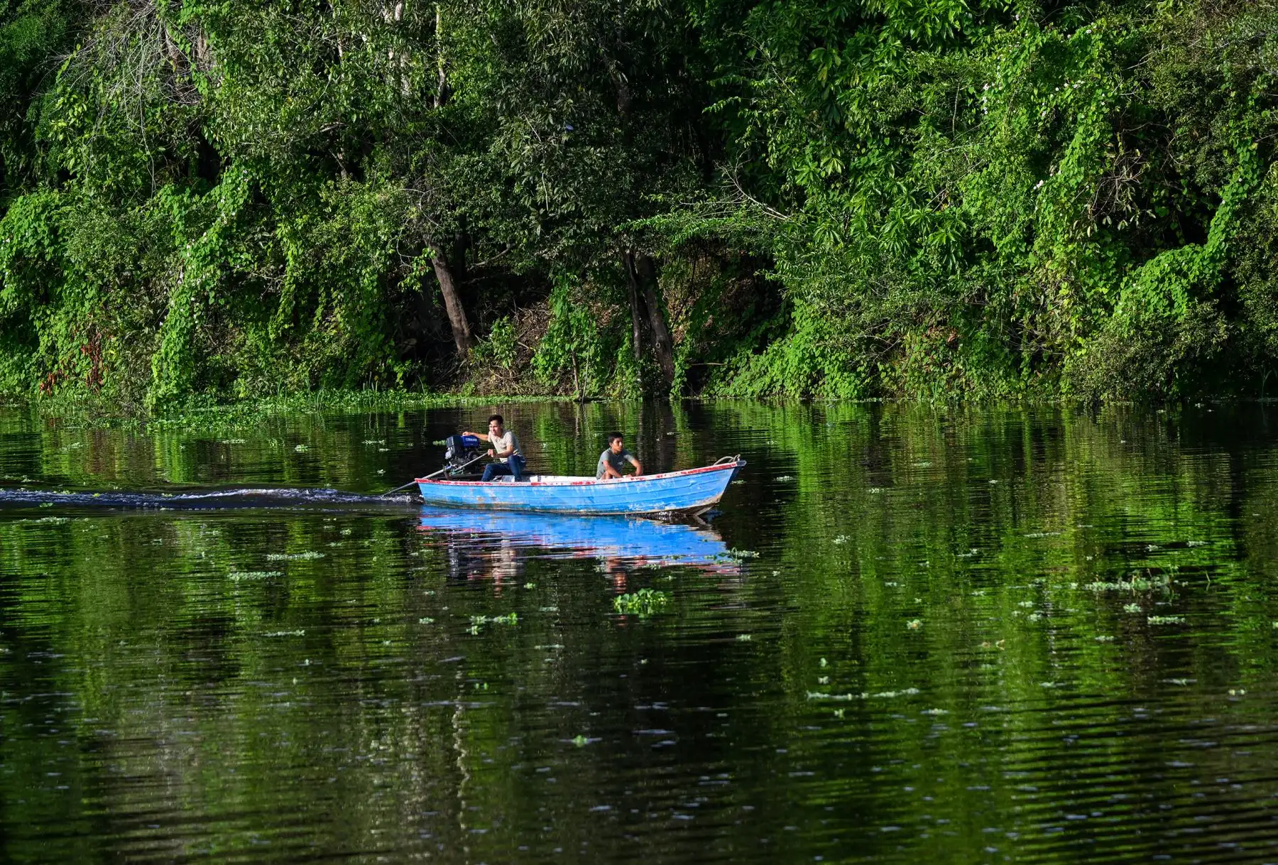 La Reserva Nacional Pacaya Samiria fue establecida oficialmente el 4 de febrero de 1982, mediante Decreto Supremo N° 016-82-AG, con el objetivo de conservar ingentes y excepcionales recursos de flora y fauna, así como la belleza escénica característica del bosque tropical húmedo amazónico. Foto: ANDINA/Difusión