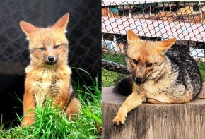 A cuatro años de su estadía en la Granja Porcón de Cajamarca, el zorro Run Run formó una familia junto a su compañera la “Huanuqueña”, con quien tuvo tres crías hace dos meses.  ANDINA/Difusión