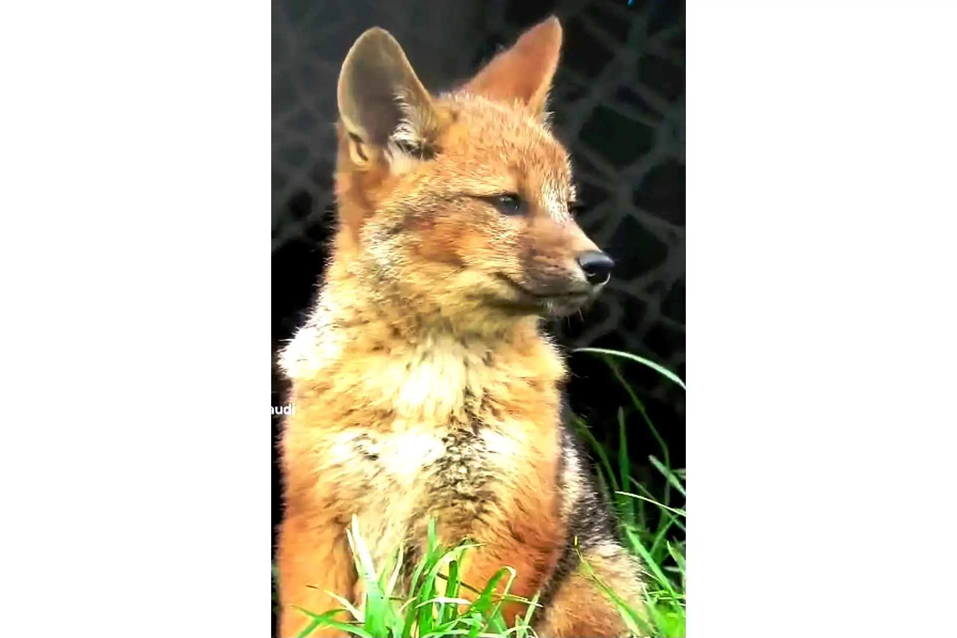 A cuatro años de su estadía en la Granja Porcón de Cajamarca, el zorro Run Run formó una familia junto a su compañera la “Huanuqueña”, con quien tuvo tres crías hace dos meses. Durante este tiempo resultó difícil fotografiar a los cachorros ya que permanecían refugiados en la guarida acondicionada dentro del amplio espacio destinado para el famoso ejemplar de zorro andino. Foto: ANDINA/Difusión